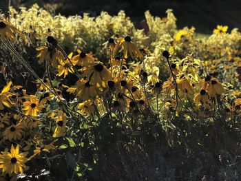 Close-up of yellow flowering plants on field