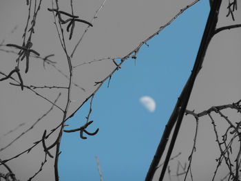 Low angle view of bare tree against blue sky