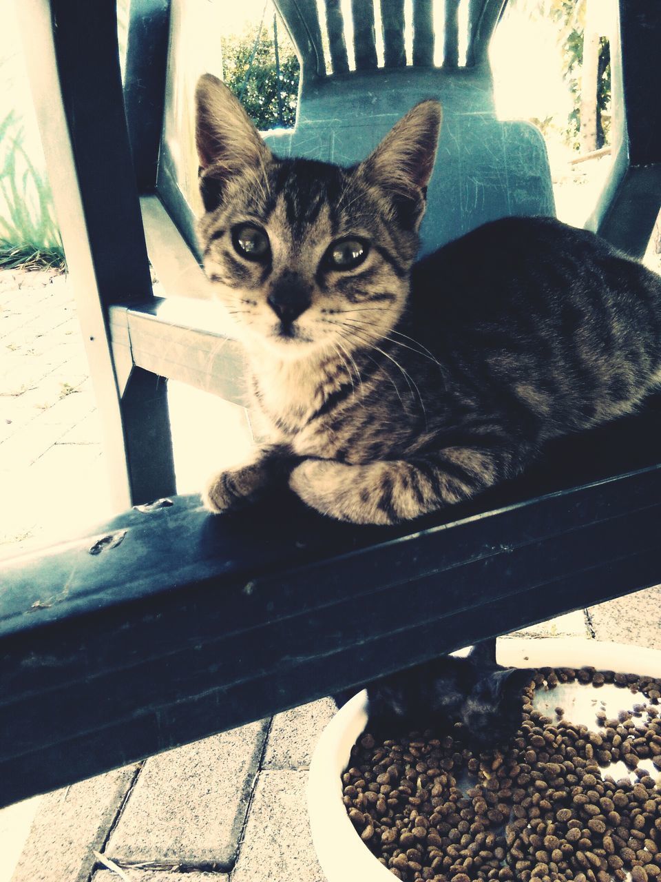 domestic cat, cat, pets, one animal, domestic animals, animal themes, feline, mammal, whisker, relaxation, sitting, portrait, looking at camera, resting, lying down, indoors, no people, alertness, tabby