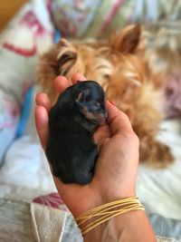 Hand of person holding a puppy dog