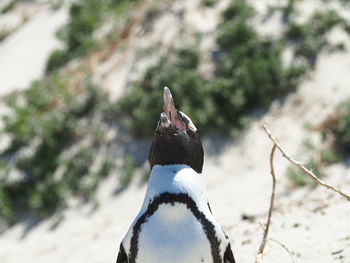 Close-up of a bird