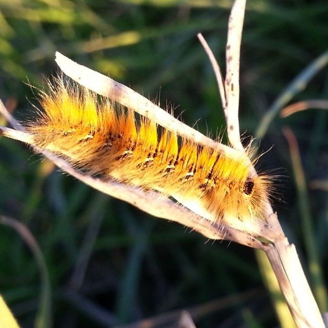 one animal, animals in the wild, animal themes, wildlife, insect, focus on foreground, close-up, nature, flower, plant, yellow, butterfly, beauty in nature, growth, fragility, day, perching, outdoors, butterfly - insect, selective focus