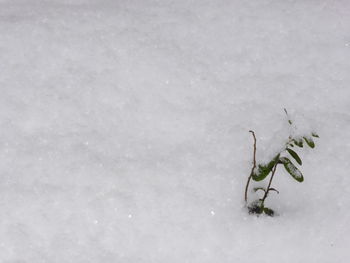 Close-up of plant during winter