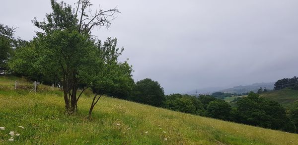 Trees on field against sky