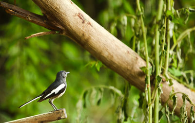 Bird perching on a tree