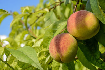 Two ripe peaches on a branch in orchard. organic natural fruit. close-up.