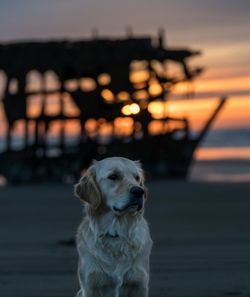 Close-up of dog standing on road