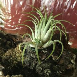 Close-up of potted plant on field