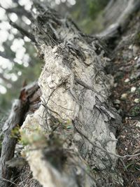 Close-up of tree trunk