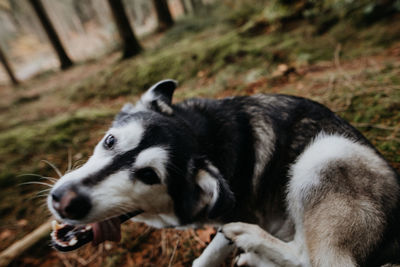 Close-up of a dog looking away