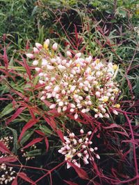 Close-up of flowers blooming outdoors