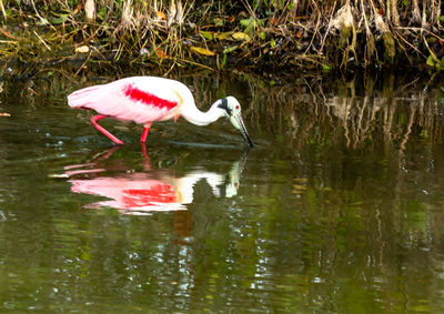 Side view of a bird drinking water