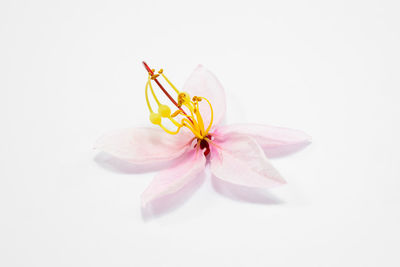 Close-up of pink flower against white background