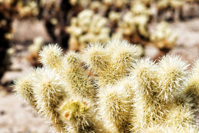 Close-up of cactus growing in desert