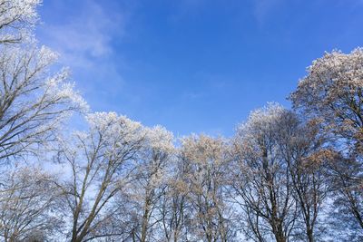 Low angle view of trees against blue sky