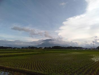 Scenic view of agricultural field against sky