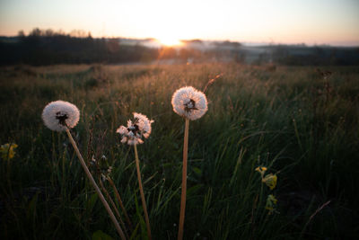 Close-up of dandelion flower on field against sky