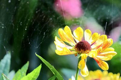 Yellow flowerhead with spiderweb