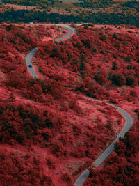 High angle view of road amidst trees