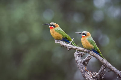 Close-up of bird perching on branch