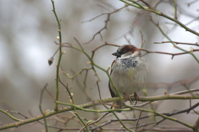 Close-up of bird perching on branch