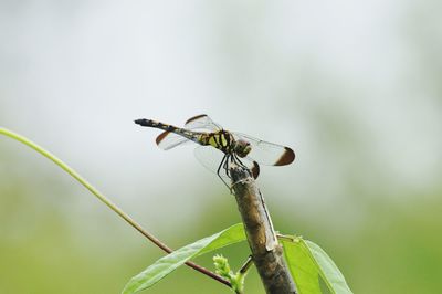 Close-up of dragonfly on plant