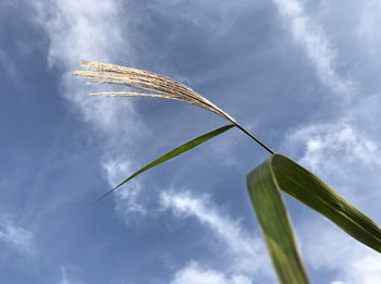 Low angle view of vapor trail against sky