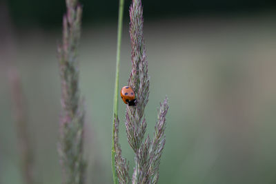 Nature's delicate guardian. red ladybug amongst meadow grass in northern europe