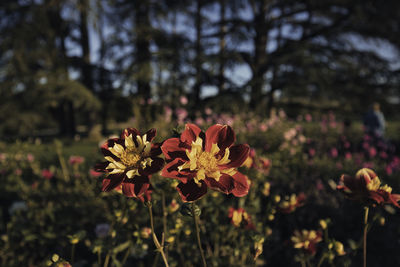 Close-up of flowering plant on field