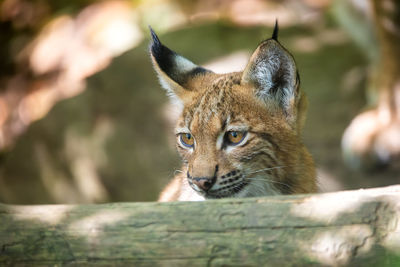 Close-up of a cat looking away