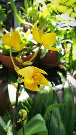 Close-up of yellow flower