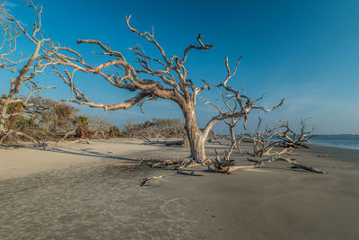 Bare tree on beach against sky