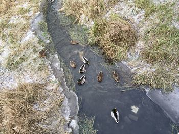 High angle view of ducks swimming in lake