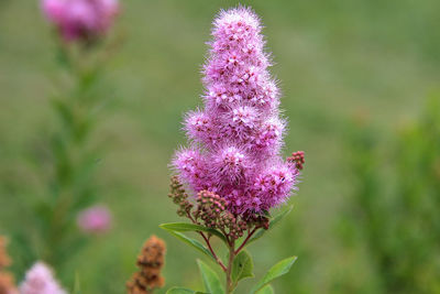 Close-up of pink flowering purple flower