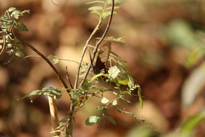 Close-up of insect on plant