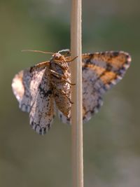 Close-up of butterfly on leaf