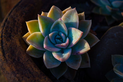 High angle view of succulent plant