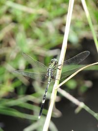 Close-up of spider on web