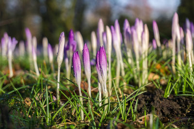 Close-up of purple crocus flowers growing in field