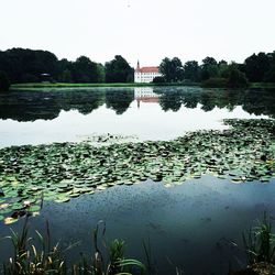 Reflection of trees in water