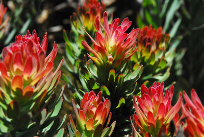 Close-up of red flowering plant