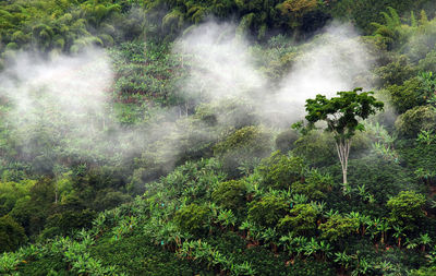 Trees in forest