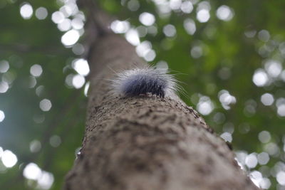 Close-up of insect on tree trunk