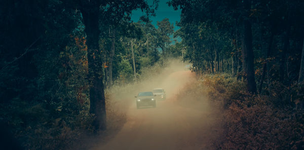 Dirt road amidst trees in forest