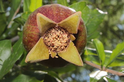 Close-up of flower