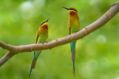 Close-up of birds perching on branch