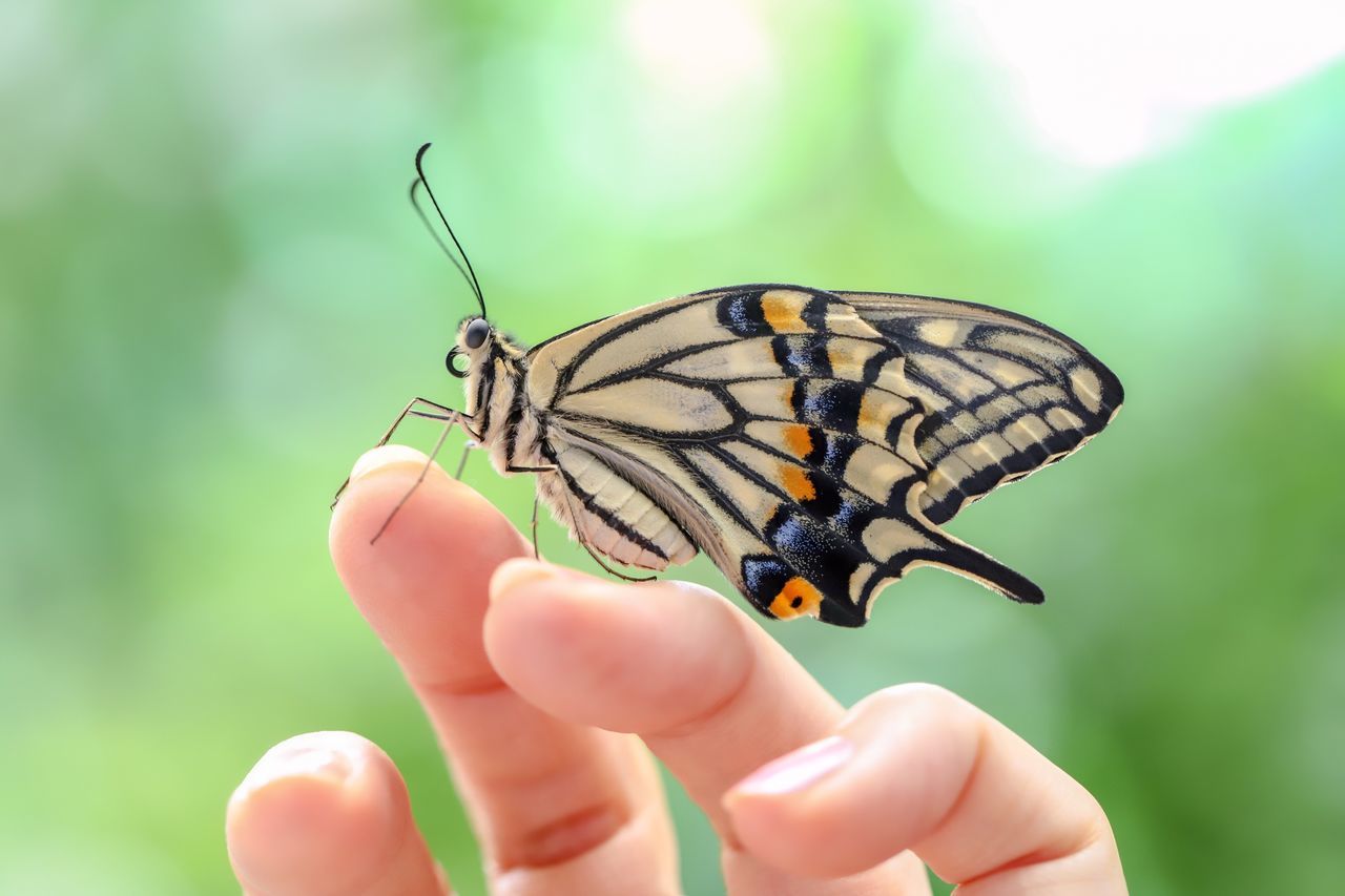 human hand, hand, human body part, insect, invertebrate, animal themes, animal, animal wildlife, finger, human finger, animal wing, butterfly - insect, body part, animals in the wild, one person, real people, one animal, close-up, holding, focus on foreground, outdoors, nail, butterfly