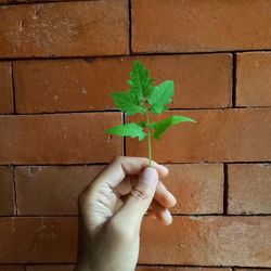 Close-up of hand holding plant against brick wall