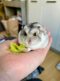 Close-up of hand holding a cat