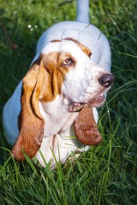 Close-up of dog on field